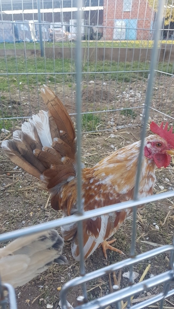 Coq nom BULAN