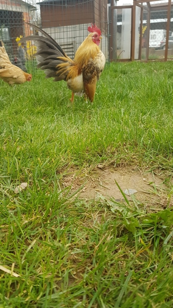 Saïko